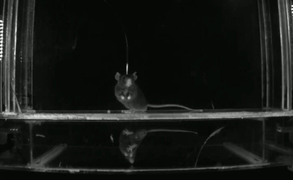 Black and white photograph of a lab mouse in the Biosyft behavium